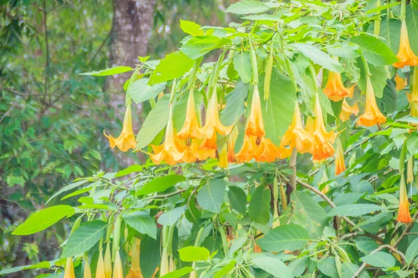 Цветы Желтого Ангела Brugmansia Suaveolens Дереве Brugmansia Suaveolens Известный Ангел — стоковое фото