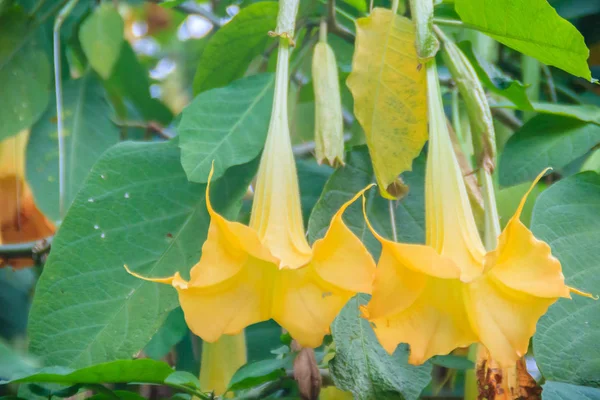 Yellow angel\'s trumpet flowers (Brugmansia suaveolens) on tree. Brugmansia suaveolens also known as angel trumpet, or angel\'s tears, is a South American species of flowering plants that grow as shrubs