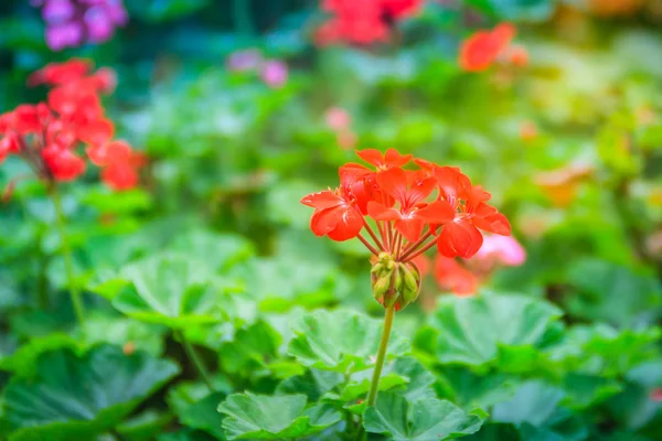 Цветок Красного Зонального Гераня Pelargonium Zonale Фоне Зеленых Листьев Pelargonium — стоковое фото