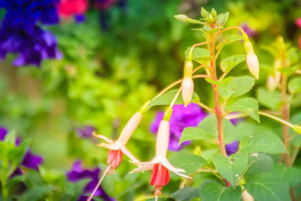 Розовый Fuchsia Magellanica Цветки Зеленом Фоне Деревьев Известен Колибри Фуксия — стоковое фото