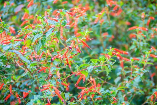 Rosso Salvia Splendens Sfondo Cespuglio Salvia Splendens Salvia Scarlatta Salvia — Foto Stock