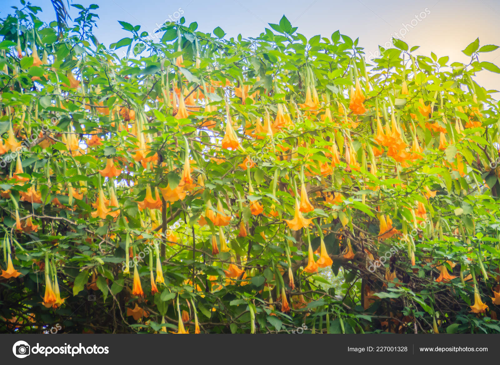 Fleurs Jaune Ange Trompette Brugmansia Suaveolens Sur Arbre