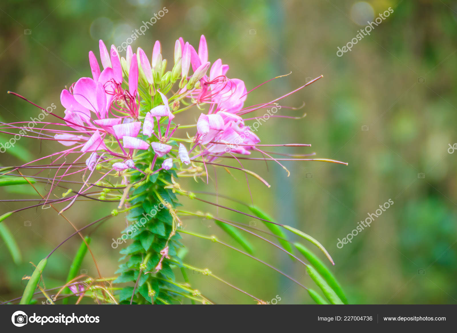 元のピンク 花 雑草 すべての美しい花の画像 元のピンク 花 雑草 すべての美しい花の画像