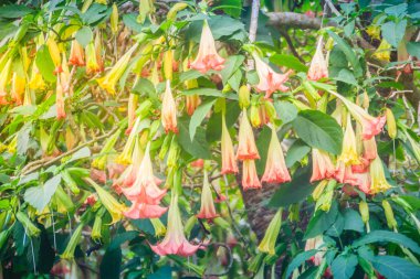 Angel's Trompet çiçekler (Brugmansia suaveolens) ağaç üzerinde pembe. Melek trompet veya angel'ın gözyaşları, olarak da bilinen Brugmansia suaveolens Güney Amerika familyasına ait bir çiçekli bitkiler, çalılar gibi büyümek.