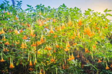 Ağaç üzerinde sarı melek 's Trompet çiçekler (Brugmansia suaveolens). Melek trompet veya angel'ın gözyaşları, olarak da bilinen Brugmansia suaveolens Güney Amerika familyasına ait bir çiçekli bitkiler, çalılar gibi büyümek