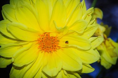 Sarı yıldız çiçeği hibrid çiçek bahçede çiçek dolu. Dahlia, çok yıllık bitkiler için Meksika yerli gür, tüberöz, otsu bir cinsidir.