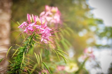Pembe Cleome hassleriana çiçek bahçesinde. Cleome tür sık örümcek çiçekler, örümcek bitki, örümcek otlar ve arı bitkiler bilinen.