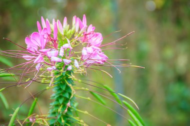 Pembe Cleome hassleriana çiçek bahçesinde. Cleome tür sık örümcek çiçekler, örümcek bitki, örümcek otlar ve arı bitkiler bilinen.