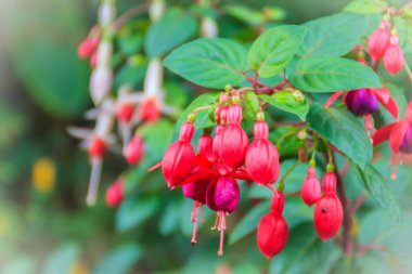 Pembe fuşya magellanica çiçek yeşil ağaç arka plan üzerinde. Sinek kuşu Fuşya, hardy Fuşya, olarak da bilinen o kadının eardrops, geçişli, melek küpe siyah Prens, goldsworth güzellik çiçek.