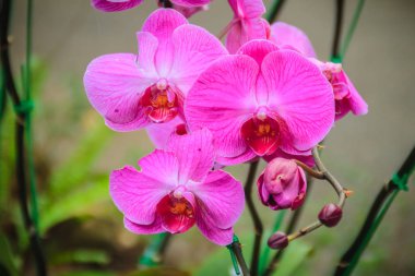 Bahçede güzel pembe güve orkide (Phalaenopsis) çiçek. Phalaenopsis birçok yapay melez geliştirilmesi yoluyla ticarette en popüler orkide biridir.