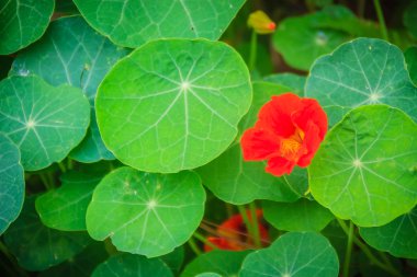 Güzel kırmızı tropaeolum majus çiçek (nasturtium) yeşil yuvarlak yaprakları arka plan ile. Tropaeolum majus olarak da bilinen Bahçe nasturtium, Hint cress veya keşiş cress çiçek.