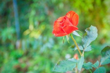 Güzel tek turuncu gül çiçek bahçede yeşil dalı. Sabah taze turuncu gül çiçek çiçeklenme.