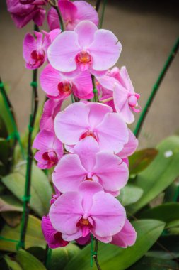 Bahçede güzel pembe güve orkide (Phalaenopsis) çiçek. Phalaenopsis birçok yapay melez geliştirilmesi yoluyla ticarette en popüler orkide biridir.