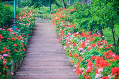 Pembe ve kırmızı çiçek Sardunya çiçek Bhubing Sarayı, Chiang Mai, Tayland'tuğla ve taş merdiven tarafındaki perspektif satır. Seçici odak