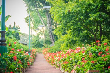 Pembe ve kırmızı çiçek Sardunya çiçek Bhubing Sarayı, Chiang Mai, Tayland'tuğla ve taş merdiven tarafındaki perspektif satır. Seçici odak