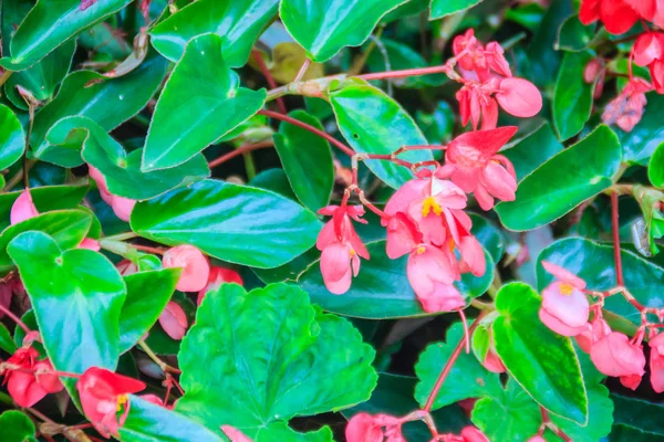 Розовая Алая Бегония Begonia Coccinea Цветочный Куст Зеленым Глянцевым Фоном — стоковое фото