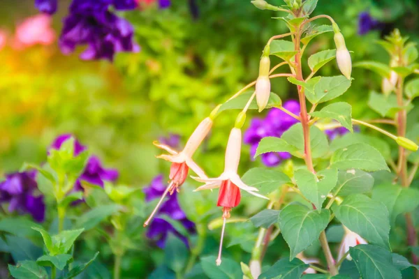 Розовый Fuchsia Magellanica Цветки Зеленом Фоне Деревьев Известен Колибри Фуксия — стоковое фото