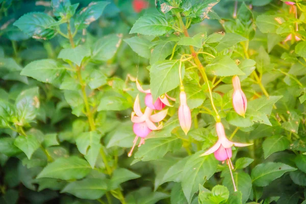 Pink Fuchsia Magellanica Flowers Green Tree Background Also Known Hummingbird — Stock Photo, Image