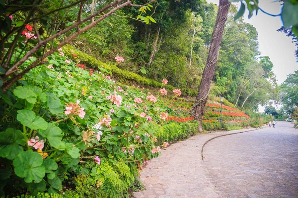 Perspectiva Fileira Flores Gerânio Rosa Vermelho Florescendo Lado Estrada Palácio — Fotografia de Stock