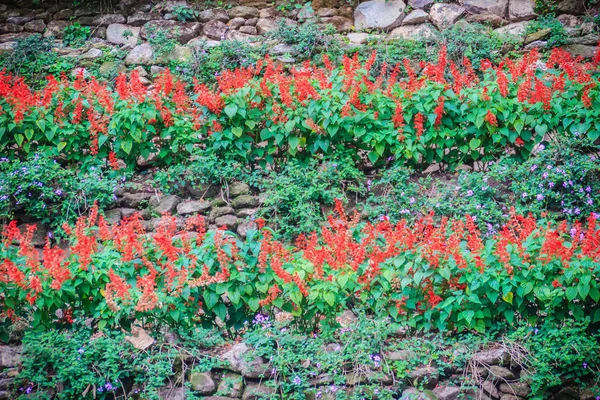 Rote Salvia Splendens Busch Hintergrund Salvia Splendens Der Scharlachrote Salbei — Stockfoto