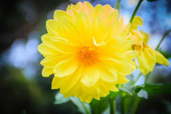 Gula Dahlia Hybrid Blomma Full Blommar Trädgården Dahlia Ett Släkte — Stockfoto