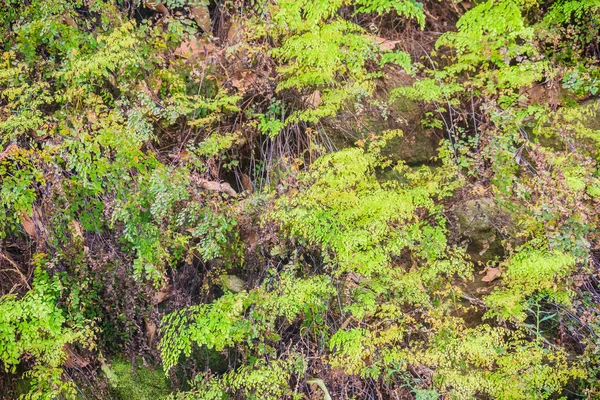 Green fern tree on the mossy stone in forest. Fern and moss on stone background.