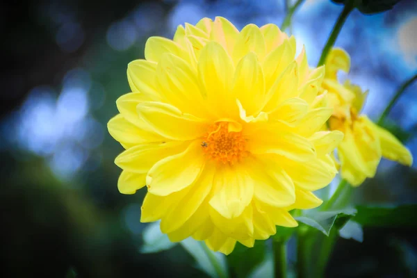 Κίτρινο Ντάλια Υβριδικό Πλήρη Άνθιση Στον Κήπο Λουλουδιών Dahlia Είναι — Φωτογραφία Αρχείου