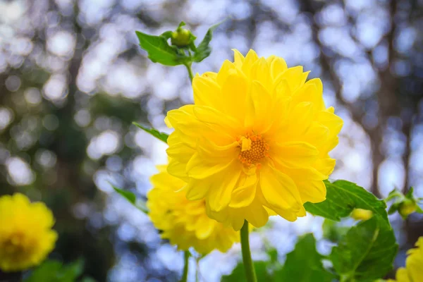 Gula Dahlia Hybrid Blomma Full Blommar Trädgården Dahlia Ett Släkte — Stockfoto