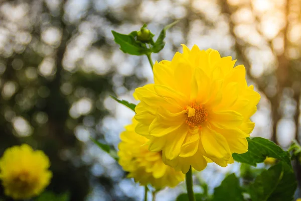 Yellow dahlia hybrid flower full blooming in the garden. Dahlia is a genus of bushy, tuberous, herbaceous perennial plants native to Mexico.