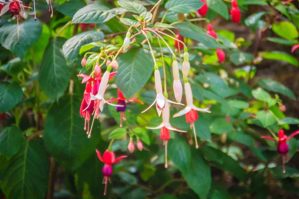 Розовый Fuchsia Magellanica Цветки Зеленом Фоне Деревьев Известен Колибри Фуксия — стоковое фото