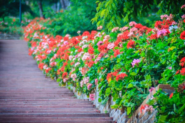 Perspective Row Pink Red Blooming Geranium Flowers Side Brick Stone — Stock Photo, Image