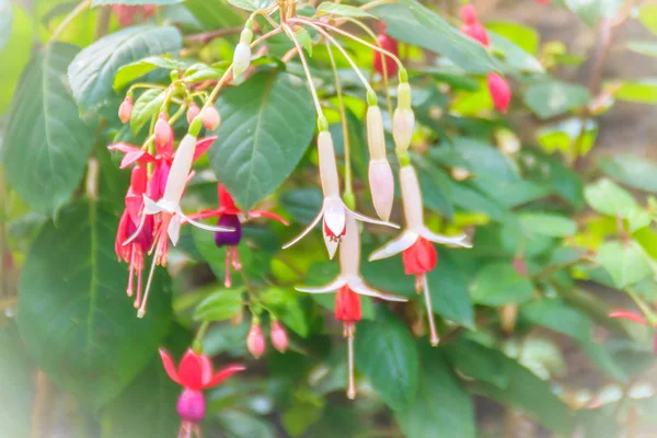 Pink Fuchsia Magellanica Flowers Green Tree Background Also Known Hummingbird — Stock Photo, Image