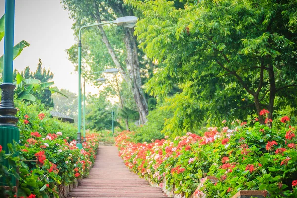 Bhubing チェンマイ タイで煉瓦と石の階段の側にピンクと赤の花を咲くゼラニウムの視点の行 選択と集中 — ストック写真