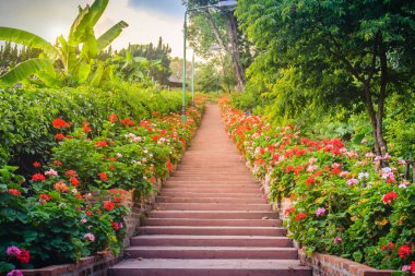Pembe ve kırmızı çiçek Sardunya çiçek Bhubing Sarayı, Chiang Mai, Tayland'tuğla ve taş merdiven tarafındaki perspektif satır. Seçici odak