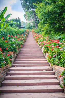 Pembe ve kırmızı çiçek Sardunya çiçek Bhubing Sarayı, Chiang Mai, Tayland'tuğla ve taş merdiven tarafındaki perspektif satır. Seçici odak