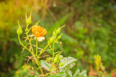 Güzel tek turuncu gül çiçek bahçede yeşil dalı. Sabah taze turuncu gül çiçek çiçeklenme.