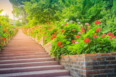 Pembe ve kırmızı çiçek Sardunya çiçek Bhubing Sarayı, Chiang Mai, Tayland'tuğla ve taş merdiven tarafındaki perspektif satır. Seçici odak