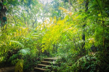Evergreen fern orman arasında trekking iz. Yoğun yeşil fern ağaçlar arka plan ile huzurlu yağmur ormanları.
