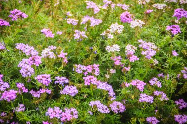 Glandularia pulchella, çiçekli bitki ortak adı Güney Amerika sahte Mine tarafından bilinen verbena ailesindeki bir tür güzel mor çiçek. 