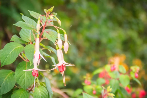 Pink Fuchsia Magellanica Blomster Grøn Træbaggrund Det Også Kendt Som - Stock-foto