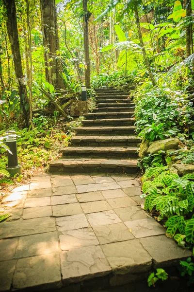Escalier Pierre Dans Forêt Tropicale Verte Dans Cadre Sentier Randonnée — Photo