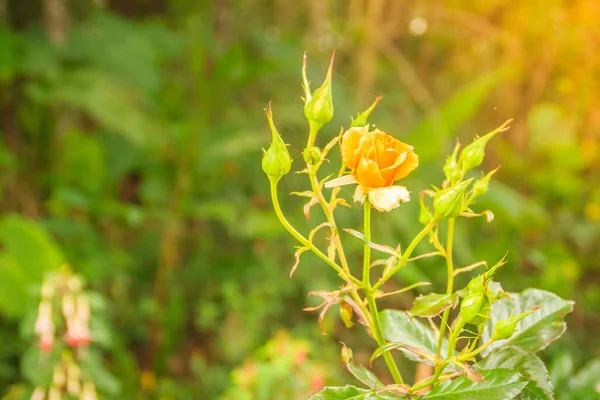 Vacker Enkel Orange Ros Blomma Gröna Gren Trädgården Blommande Fräsch — Stockfoto