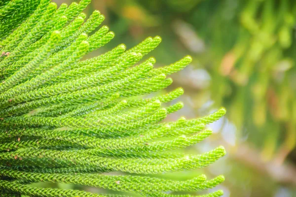 Pinho Ilha Norfolk Araucaria Heterophylla Fundo Folhas Verdes Também Conhecido — Fotografia de Stock