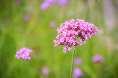 Verbena bonariensis, güzel mor çiçek de purpletop Mine çiçeği, clustertop Mine çiçeği, Arjantinli Mine çiçeği, uzun boylu verbena veya güzel verbena biliyorum. Seçici odak