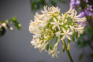 Beyaz allium çiçek grup. Allium tür, ekili soğan, sarımsak, yeşil soğan, soğancık, pırasa ve Frenk soğanı da dahil olmak üzere yüzlerce içeren bir Çicekli bitkiler cinsidir.