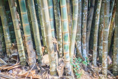 Dev bambu ağaç gövdeleri (Dendrocalamus giganteus), ejderha bambu veya dev bambu, olarak da bilinen olduğunu bir dev tropikal ve subtropikal, yoğun topaklanma Güneydoğu Asya'ya yerli türler.