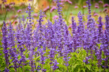 Mealycup adaçayı (Salvia farinacea) mor çiçek arka plan. Salvia farinacea, olarak da bilinen mealycup adaçayı veya mealy adaçayı, Meksika için çok yıllık otsu yerel bir.