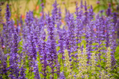Mealycup adaçayı (Salvia farinacea) beyaz ve mor çiçek arka plan. Salvia farinacea, olarak da bilinen mealycup adaçayı veya mealy adaçayı, Meksika için çok yıllık otsu yerel bir. 