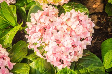 Pembe kalp Hydrangea macrophylla çiçek arka plan şeklinde. Bigleaf, Fransızca, ortanca, salak ortanca, penny mac ve HORTENSIA ortak adlarını içerir.