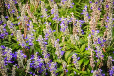 Mealycup adaçayı (Salvia farinacea) beyaz ve mor çiçek arka plan. Salvia farinacea, olarak da bilinen mealycup adaçayı veya mealy adaçayı, Meksika için çok yıllık otsu yerel bir. 